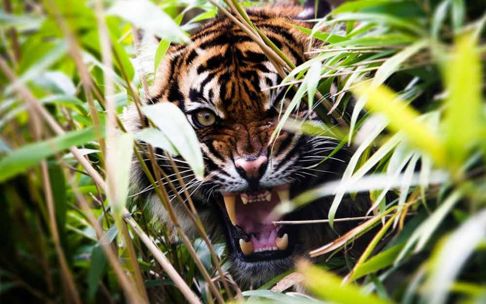 BSKDA Riau Turun ke Gaung Amankan Harimau Pemangsa Warga Teluk Kabung