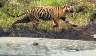 Harimau Pemangsa Dua Warga di Inhil Kembali Kabur