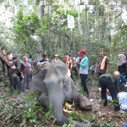 BBKSDA Sebut PT Arara Abadi Lempar Tangan Soal Gajah Sumatera Mati