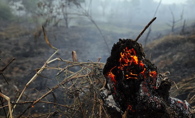 Lahan Gambut Riau 2,4 Juta Hektare Kritis Karena Perkebunan Sawit dan HTI