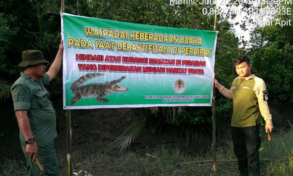 Viral Warga Belah Perut Buaya, BBKSDA Riau Sayangkan Terbunuhnya Satwa Dilindungi
