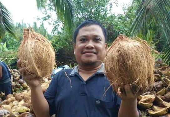 Harga Kelapa Turun, Petani Inhil Mulai Terancam