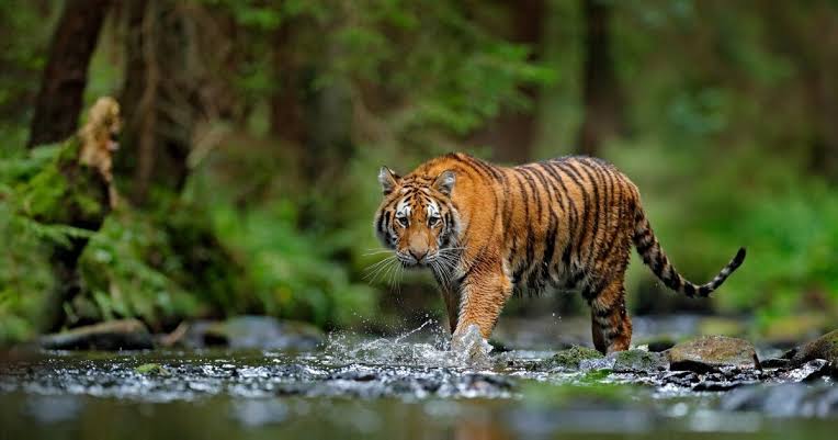 Harimau Sumatera Kembali Terkam Manusia, Kali ini Karyawan PT SPA