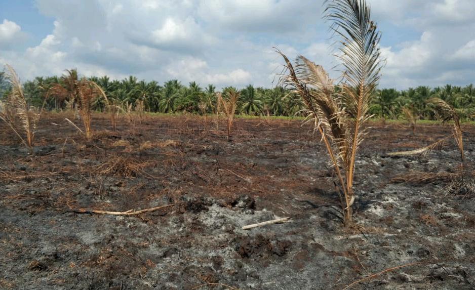 Lagi Warga Inhil Jadi Tersangka Karhutla