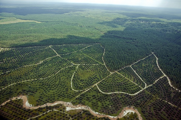 Ada 1,6 Juta Hektar Hutan Alam Dirubah Status Jadi Perkebunan Sawit