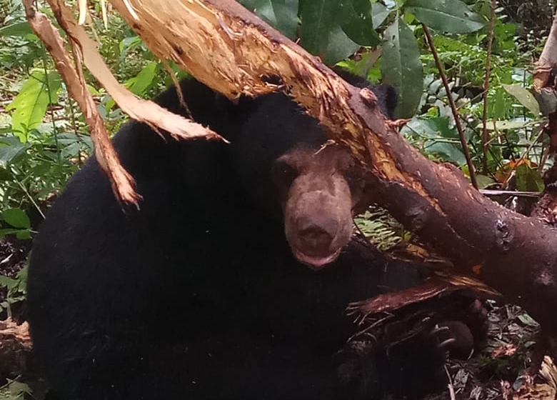 Beruang Madu Terkena Jerat Babi di Inhil
