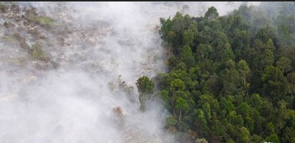 Kebakaran Hutan dan Lahan Di Bengkalis Menyebar di 3 Kecamatan