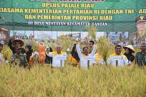 Gubernur Riau Arsyadjuliandi Rachman Panen Padi di Bengkalis