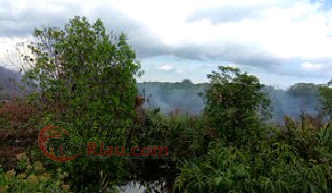 Kebakaran Lahan Seluas 3 Hektare di Kuindra Diduga Masuk Konsesi PT IGJA