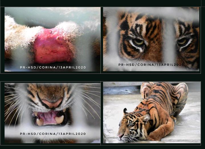 Harimau itu Bernama 'Corina' Korban Kejahatan Pemburu Liar
