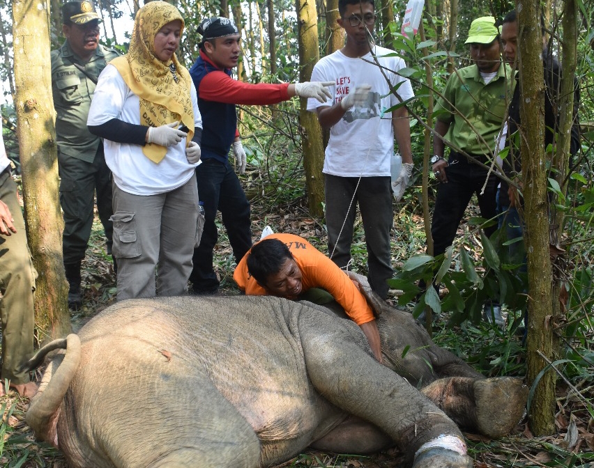 Evakuasi Anak Gajah Liar Kena Jerat Babi