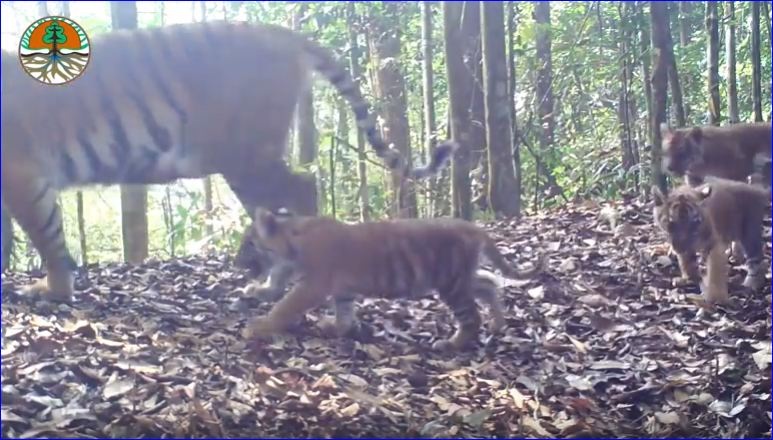 BKSDA Riau Dan Organisasi Lingkungan Temukan Keluarga Harimau Berkembang Biak di Alam Liar