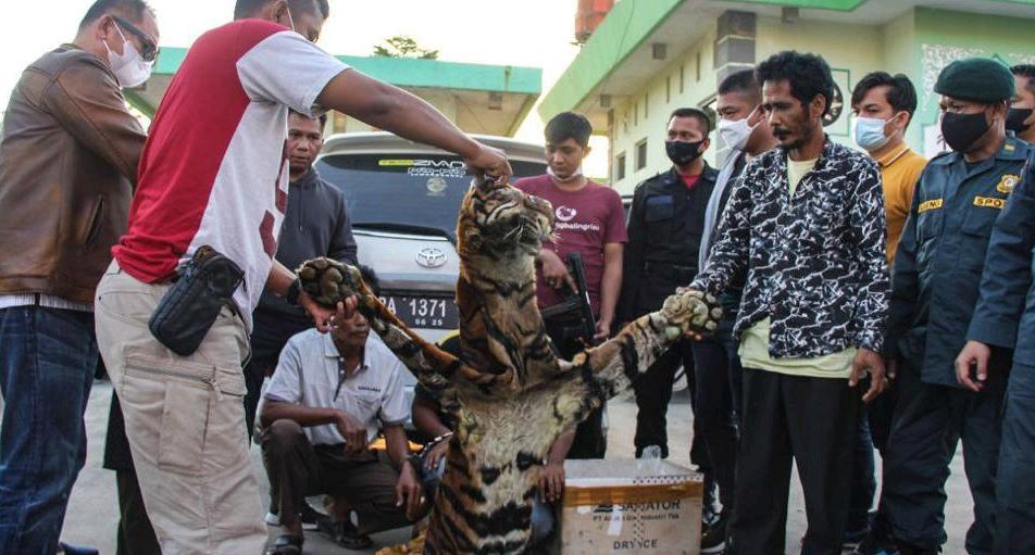 Polda Riau Bersama BKSDA Amankan Pelaku Perdagangan Kulit Harimau di Siak Hulu