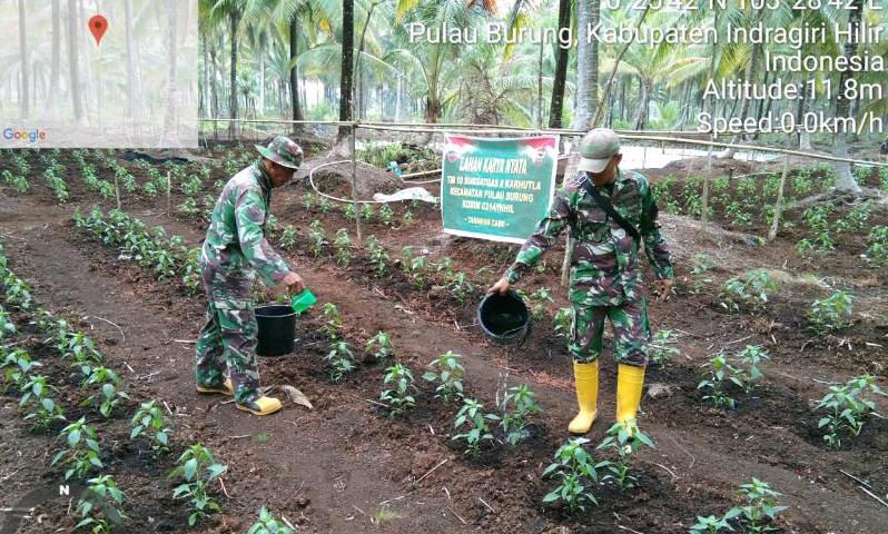 Koramil 11/Pulau Burung Lakukan Pendampingan Petani Tanam Cabe