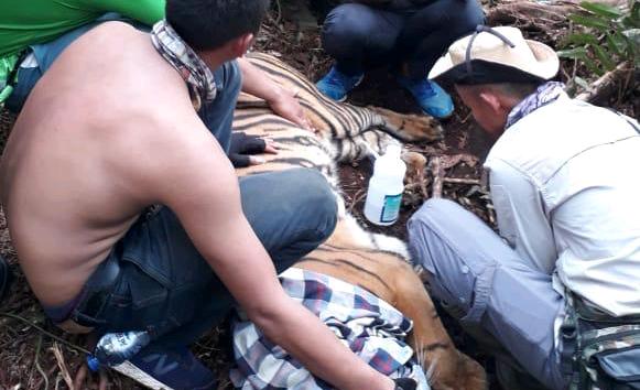 Kejahatan Manusia Jerat Harimau Sumatera di Riau
