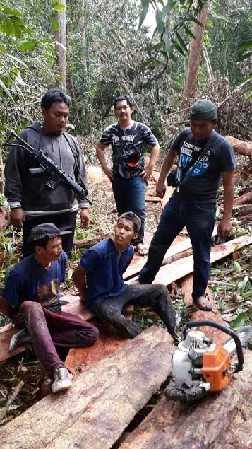 Dua Pelaku Ilegal Logging di Pelalawan Diciduk Polisi