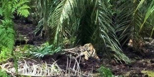 Harimau yang Tewaskan Warga di Inhil Berhasil Ditembak Bius, Ini Penjelasan Kepala BKSDA Riau