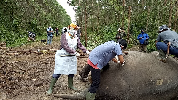 Kembali, Gajah Sumatera Mati di Konsesi PT Arara Abadi