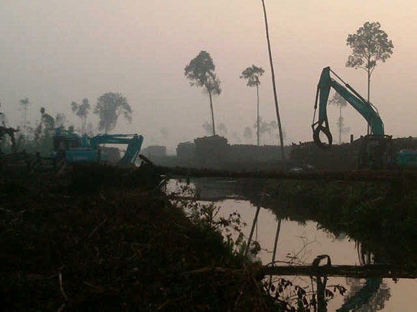 DPRD Riau : PT RAPP Beroperasi di Kawasan Suaka Alam Tanpa Tersentuh Hukum