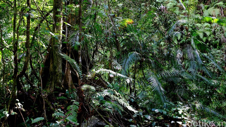 Menjaga Hutan Konservasi Jadi Tantangan Bagi Indonesia