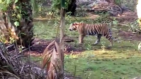 Di Inhil, Harimau Berkeliaran di Kampung, Kejar-kejar  Anak Bahtiar Hasibuan