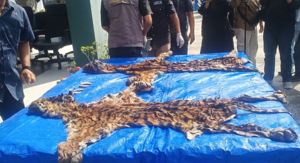 Balai Gakkum KLHK Gagalkan Transaksi Perdagangan Kulit Harimau