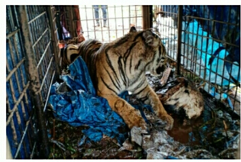 Harimau Sumatera Meneror Warga Pelangiran Berhasil Ditangkap