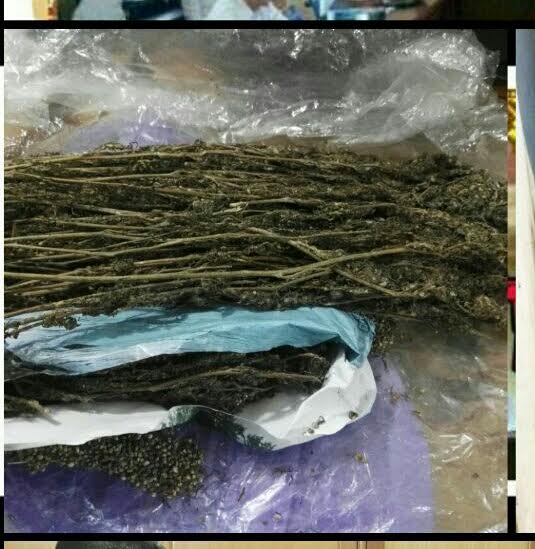 Miliki Daun Ganja, Pemuda Dumai Ini Kena Ciduk