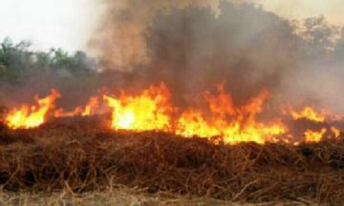 Riau Terus Terbakar Titik Api Baru Kembali Terpantau di Pelalawan