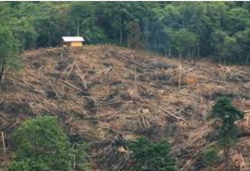 Diduga Bekingi Ilegal Logging, 6 Oknum TNI Jalani Pemeriksaan di Denpom