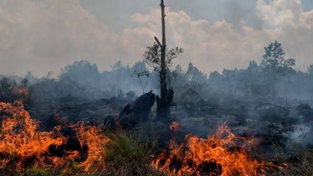 207 Titik Panas Terdeteksi di Wilayah Sumatera, Riau Termasuk Penyumbang Terbanyak