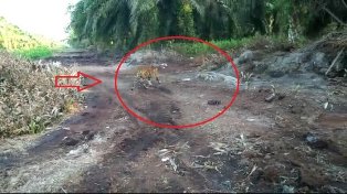 Tim Penyelamat Belum Juga Temukan Harimau Bonita