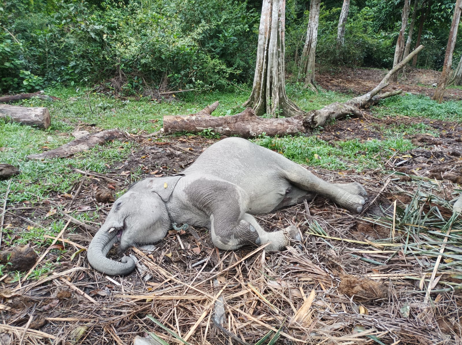 Gajah Usia 2 Tahun di TWA Buluh Cina Kampar Mati