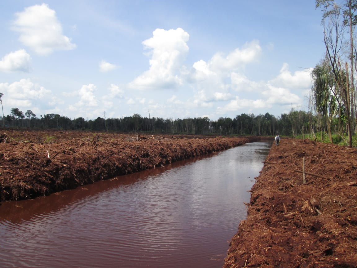 JMGR Sebut APR Ancaman Baru Kawasan Gambut di Riau