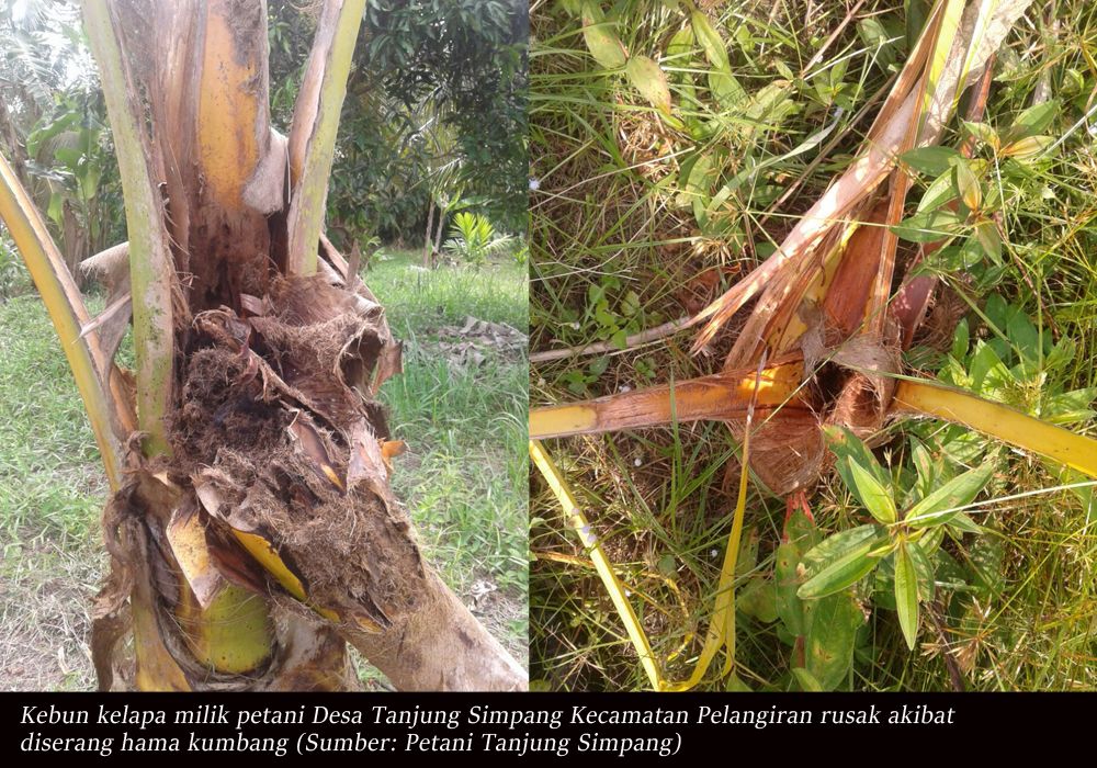 Kebun Kelapa Rusak, Petani Desa Tanjung Simpang Tuntut PT THIP