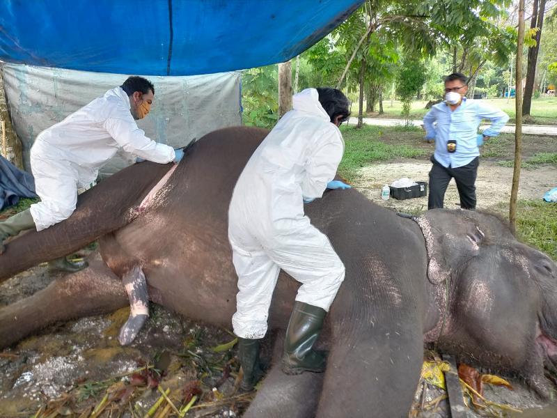 Terpekik saat Mendengar Petir, Gajah Sumatera di Riau Mati