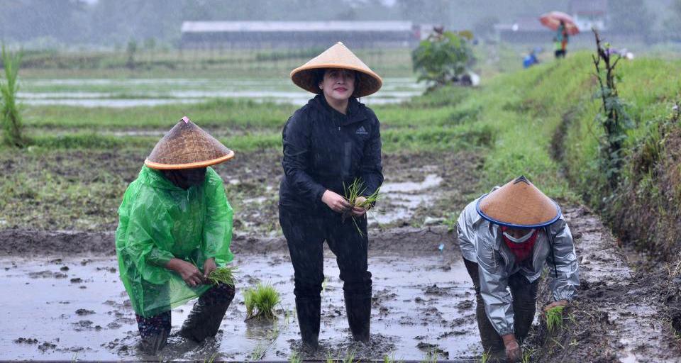 Di Tengah Hujan, Puan Tanam Padi dan Semangati Petani Milenial