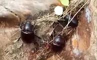 Hama Kumbang Diduga Berasal dari PT GIN Rusak Kelapa Masyarakat