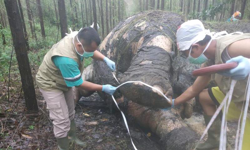 Gadingnya Diambil, Gajah Sumatera Mati Dibunuh Di Konsesi PT Arara Abadi