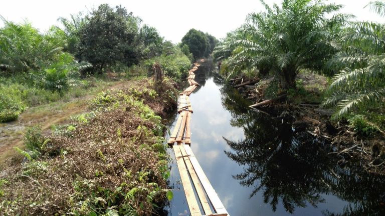 Bandit Ilegal Loging Cagar Alam Giam Siak Kecil Rusak Sekat Kanal di Sidodadi