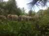 14 Ekor Gajah Liar Masuk ke Perkebunan Warga
