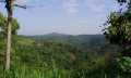 Gawat, 500 Ha HGU PT SAK Dalam Kawasan Hutan Lindung Bukit Betabuh Kuansing