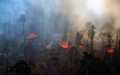 Sebabkan Kebakaran Lahan di Riau, PT NSP Dihukum Bayar Rp 1 Triliun