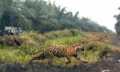 Di Tengah Pelarian, Harimau Bonita Masih Sempat Menyantap Umpan Kambing