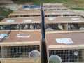 Penyeludupan 141 Ekor Burung Kakaktua Melalui Pelabuhan 'Tikus' Tembilahan
