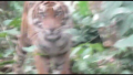 Hentikan Konflik dengan Manusia, Tim Gabungan Berhadapan Langsung dengan Harimau