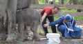 Kelahiran Gajah di TWA Buluh Cina di Jumat Kliwon