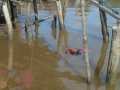 Mayat Perempuan Ditemukan Mengapung di Perairan Sungai Laut Inhil