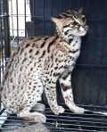 Disangka Macan Dahan, Warga Pekanbaru Ini Selamatkan Kucing Hutan
