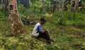 Petani Inhil Menjerit Satu Tahun Harga Kelapa Anjlok, 'Pak Jokowi Tolong Kami'